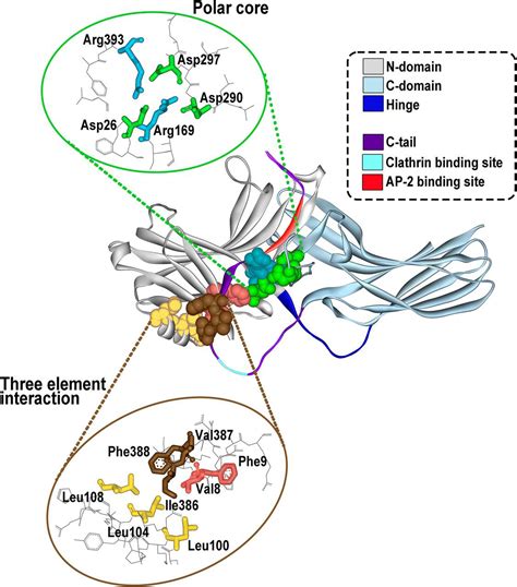 beta arrestin|β−Arrestins: Structure, Function, Physiology, and .